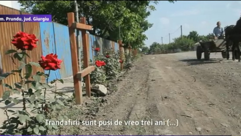 Prundu, judetul Giurgiu. Trandafiri la drum de tara Imagine