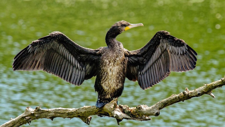 PSD si PNL vor sa permita vanatoarea de cormorani tot anul Imagine