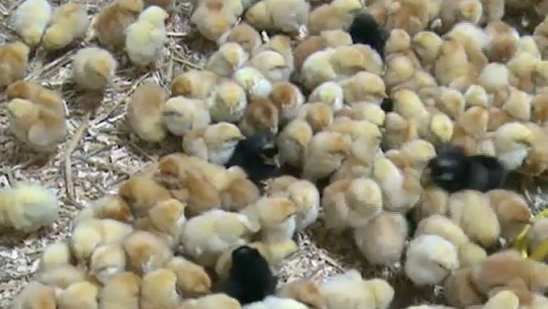 Pui de ferma... ca la tara. Un antreprenor din Timisoara isi propune sa investeasca in 100 ferme Imagine