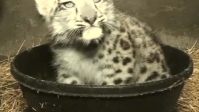 Pui de leopard de zapada, vedeta in SUA. In salbaticie mai exista intre 3.500 si 7.000 de exemplare Imagine