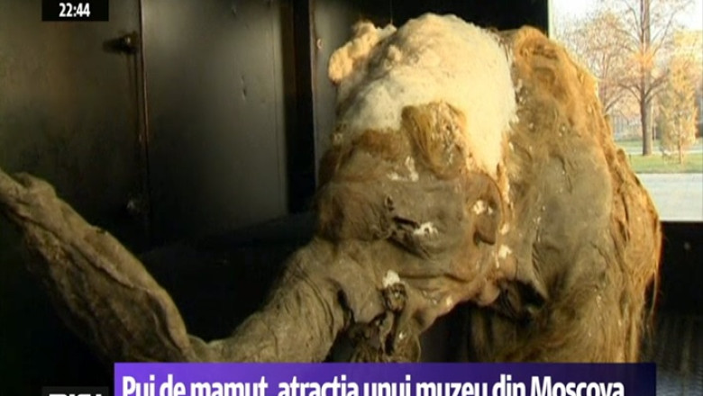 Pui de mamut, atractia unui muzeu din Moscova Imagine