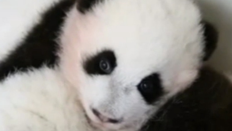 Puii de panda de la gradina zoologica din Atlanta fac senzatie pe internet Imagine