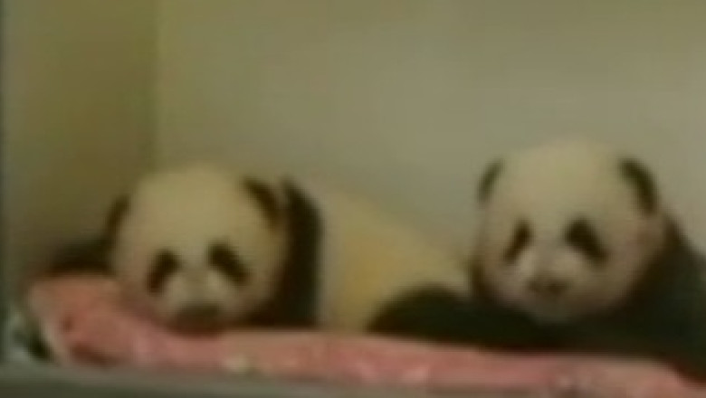 Puii de panda din Atlanta ies in lume. Numele animalelor au fost alese de public Imagine