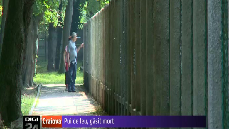 Puiul de leu descoperit in iunie, la Gradina Zoologica din Craiova, a murit Imagine