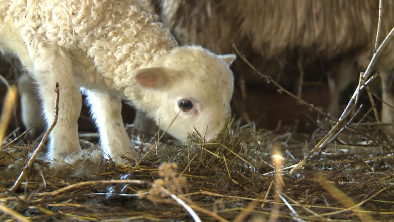 Punct de sacrificare a mieilor Imagine