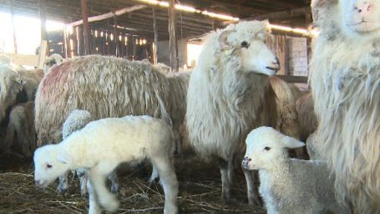 Puncte de sacrificare a mieilor Imagine