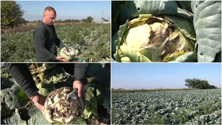 „Pur si simplu, este sparta”. Disperare printre agricultori, dupa ce ploile din ultimele zile le-au distrus culturile de varza Imagine