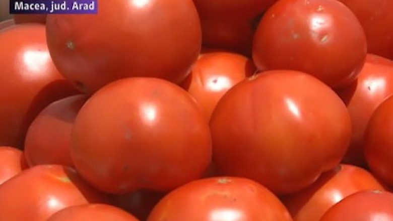 Putini producatori la Festivalul Paradaicilor de la Macea, din judetul Arad Imagine