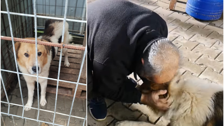 "Ce bucurie!" Povestea emotionanta a lui Oscar, cainele gasit de familia lui dupa 2 ani. A fost recunoscut de stapani intr-o fotografie Imagine
