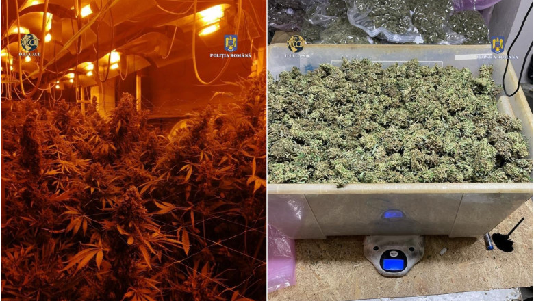 "Fabrica" de canabis descoperita in doua hale din Capitala. Peste 100 de plante si zeci de kilograme de droguri, confiscate Imagine