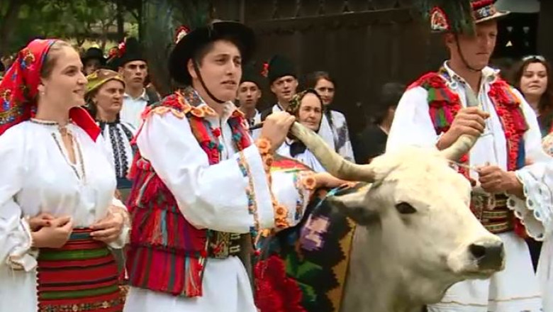 "Instrutatul boului", in centrul Clujului Imagine