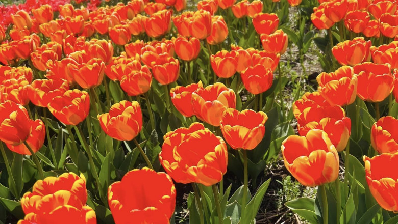 "Mica Olanda" de langa Bucuresti. Peste un milion de lalele pot fi admirate inca o luna de zile Imagine