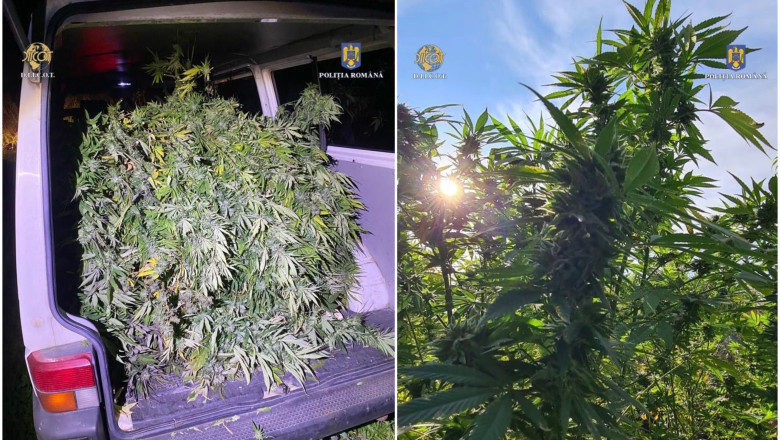 "Padure" de canabis, cu zeci de plante de pana la 3 metri inaltime, descoperita de politisti in Mures Imagine
