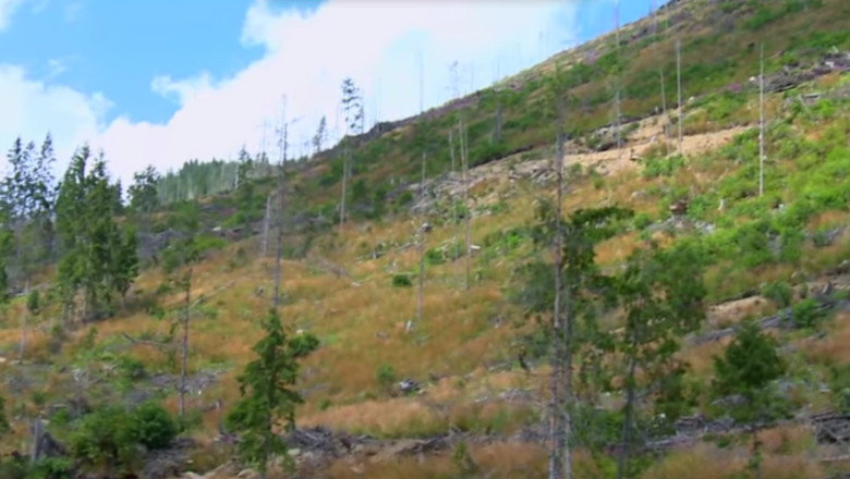 "Radarul padurilor" va fi lansat in 8 octombrie. Orice transport de lemn va putea fi verificat la 112 Imagine