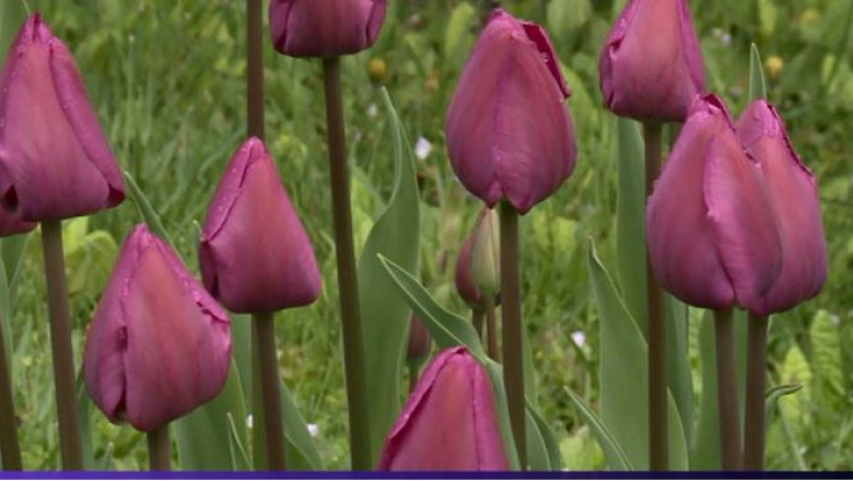 "tara Lalelelor" s-a mutat in Transilvania Imagine