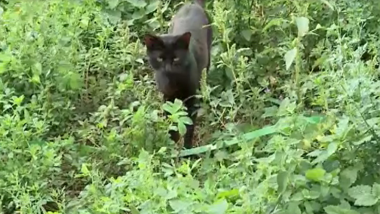 Rabia impune carantina in doua cartiere din Iasi Imagine