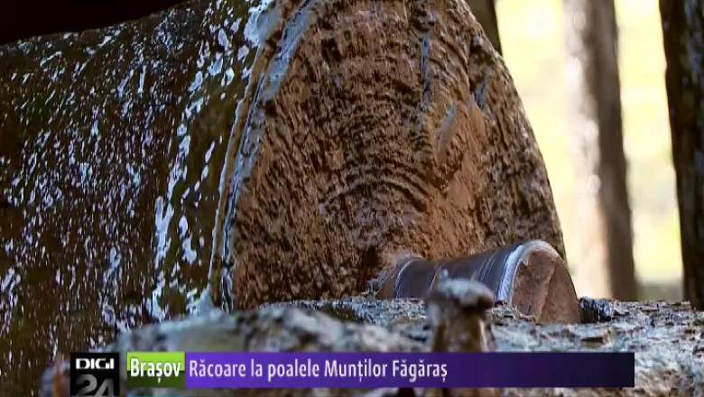 Racoare la poalele Muntilor Fagaras. Moara din Ohaba este locul ideal pentru relaxare Imagine