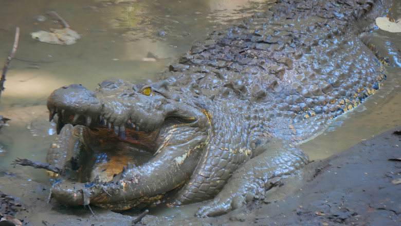 Ramasite umane gasite in stomacul unui crocodil, in Australia. Reptila a fost eutanasiata dupa disparitia unui barbat Imagine