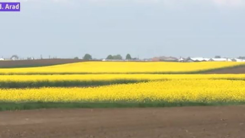 Rapita - „vedeta" campurilor din vestul tarii Imagine