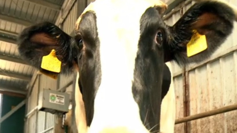 RAPORT DE TARA. Afacere de succes in judetul Ialomita: Ferma ultra moderna de vaci Imagine