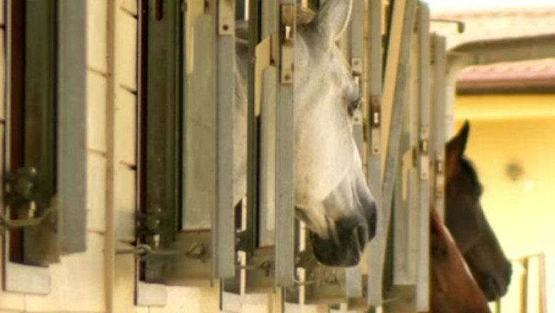 RAPORT DE TARA. Amatorii de adrenalina, dar si cei care prefera echitatia sunt asteptati in Ilfov Imagine