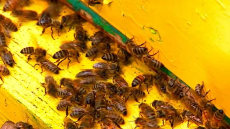 RAPORT DE TARA. Apicultura, o indeletnicire profitabila pentru vasluieni Imagine