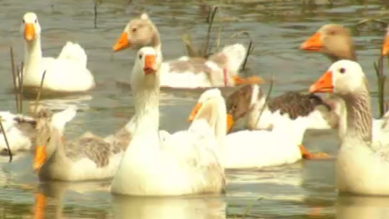 RAPORT DE TARA. Balta Suhaia, delta din judetul Teleorman Imagine