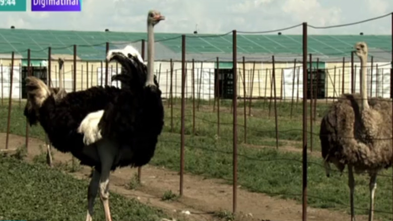 RAPORT DE TARA. Cea mai mare ferma de struti din tara se afla in Giurgiu Imagine