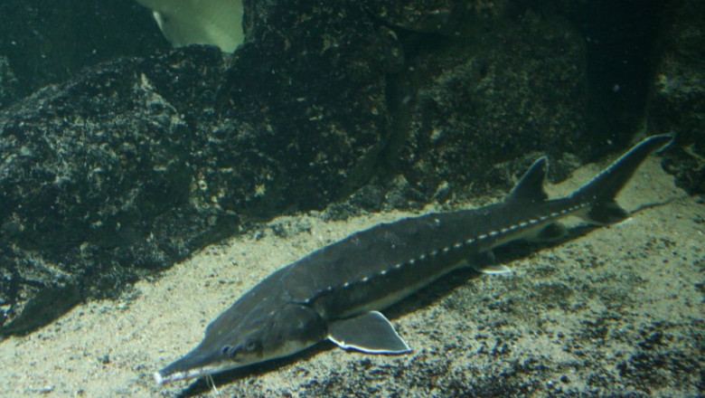 RAPORT DE TARA. Cum ii afecteaza pe locuitorii din Tulcea prohibitia la sturioni Imagine