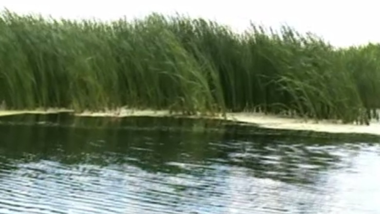 RAPORT DE TARA. Delta Neajlovului ocupa locul doi ca biodiversitate dupa Delta Dunarii Imagine