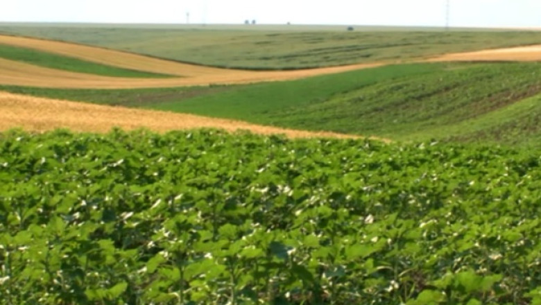 RAPORT DE TARA. Giurgiu asigura mare parte din productia de grau, porumb si floarea soarelui Imagine