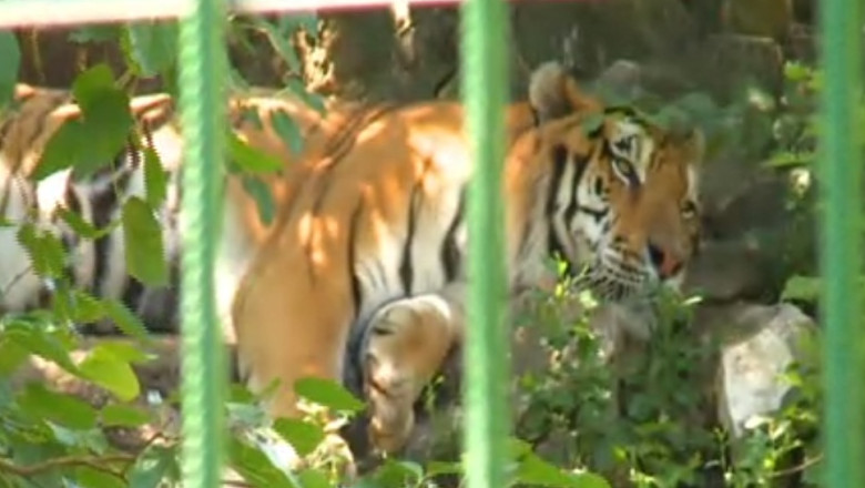 RAPORT DE TARA. Gradina Zoologica din Calarasi are cele mai frumoase exemplare de tigri siberieni  Imagine