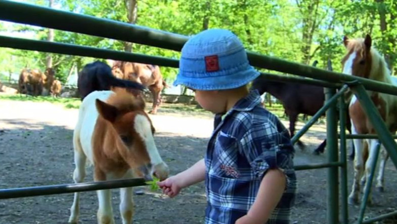 RAPORT DE TARA. Gradina zoologica din Targu Mures, printre atractiile judetului Imagine