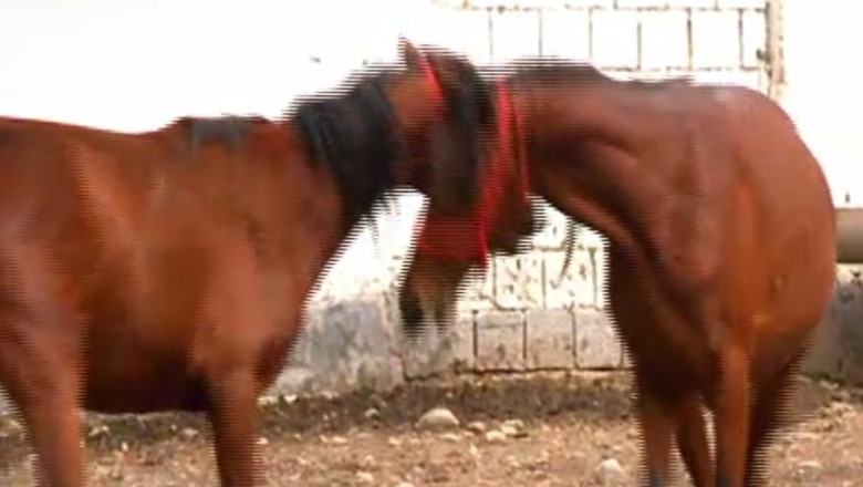 RAPORT DE TARA. Herghelia din judetul Buzau Imagine