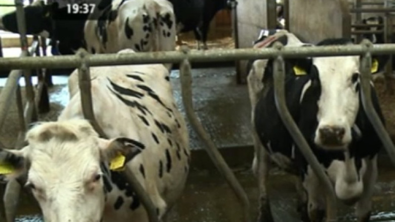 RAPORT DE TARA. In fermele din Vrancea, vacile asculta muzica simfonica Imagine