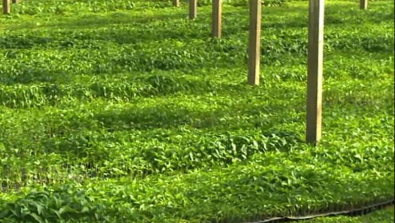 RAPORT DE TARA. „Insulina verde” si cavalerul in lupta cu balaurul Imagine