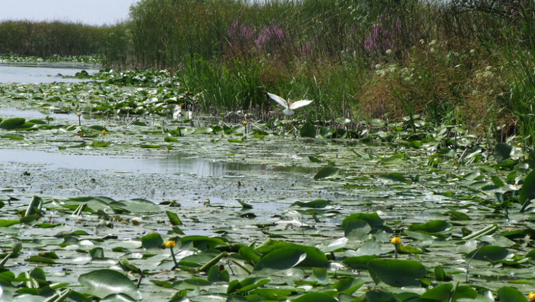 RAPORT DE TARA. Judetul Tulcea. Delta Dunarii, cel mai tanar pamant al Europei Imagine