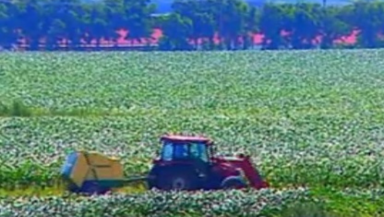 RAPORT DE TARA. Judetul Vaslui este „granarul Moldovei” Imagine