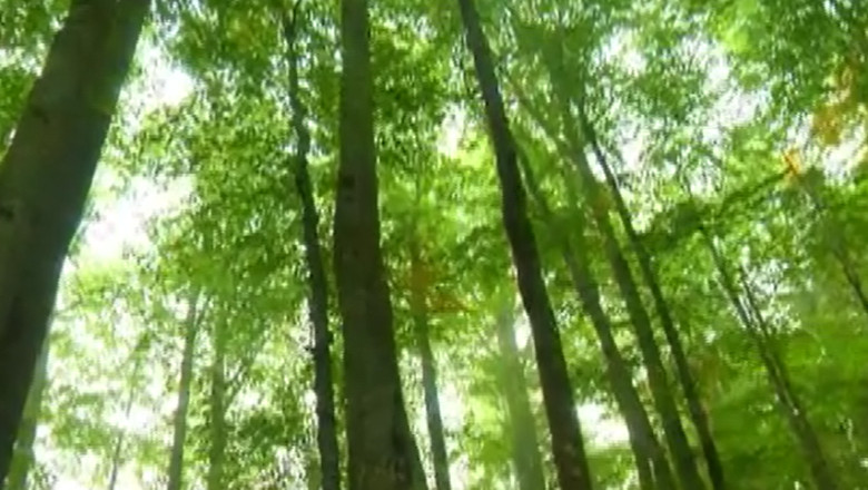 Raport de tara la final: judetul Suceava  Imagine