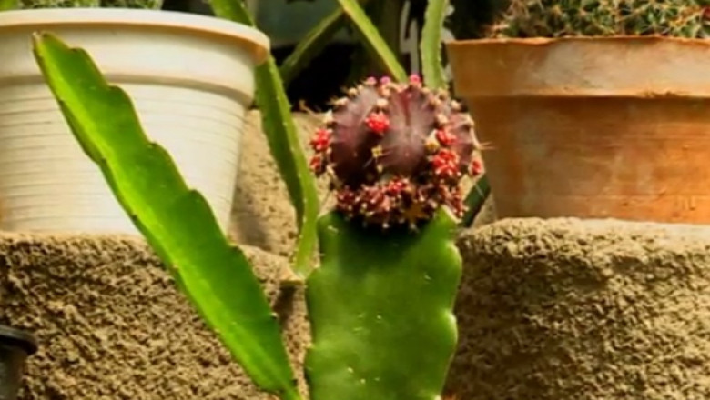 RAPORT DE TARA. La Jibou exista un cactus care a supravietuit exploziei de la Hiroshima Imagine