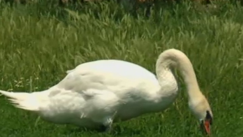RAPORT DE TARA. Muzeu viu la zona de varsare a Oltului in Dunare Imagine