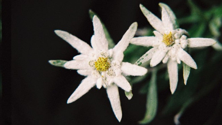 RAPORT DE TARA. Printre frumusetile naturale ale Vrancei: floarea de colt si bulbucul de munte Imagine