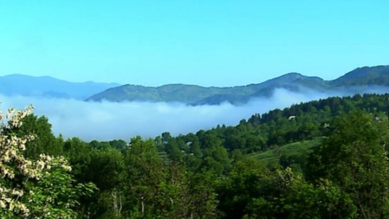 RAPORT DE TARA. Procuratorii, o mare problema a padurilor din Vrancea Imagine