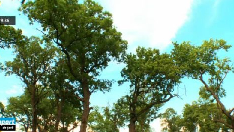 RAPORT DE TARA. Rezervatia Naturala Comana, o atractie pentru turistii care ajung in judetul Giurgiu Imagine