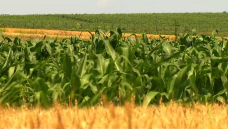 RAPORT DE TARA. Teleorman, de la „granarul Romaniei”, la o productie agricola anemica Imagine