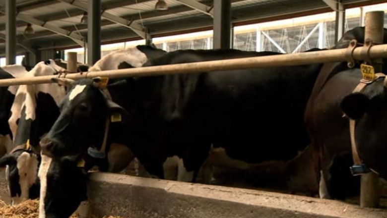 RAPORT DE TARA. Vacile unei ferme din Ialomita dau si cate 50 de litri de lapte pe zi Imagine