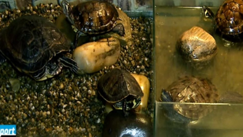 RAPORT DE TARA. Vivariul din Bacau, singurul muzeu din Romania care creste si reproduce exponatele Imagine