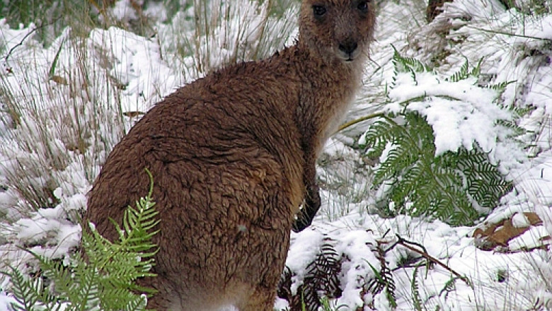 Ratacit in savana australiana, un baietel de sapte ani a fost protejat de un cangur Imagine