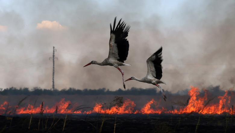 Razboiul prin ochii animalelor. Inregistrarile care ofera indicii despre cum s-a schimbat viata salbatica din Ucraina dupa invazia rusa Imagine