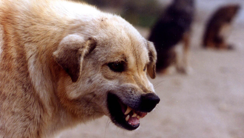 Razvan Bancescu, ASPA: Cainii maidanezi agresivi vor fi eutanasiati de saptamana viitoare Imagine